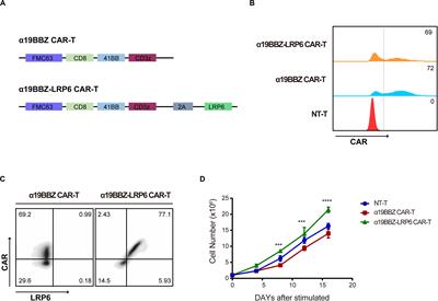 Co-expressing LRP6 With Anti-CD19 CAR-T Cells for Improved Therapeutic Effect Against B-ALL